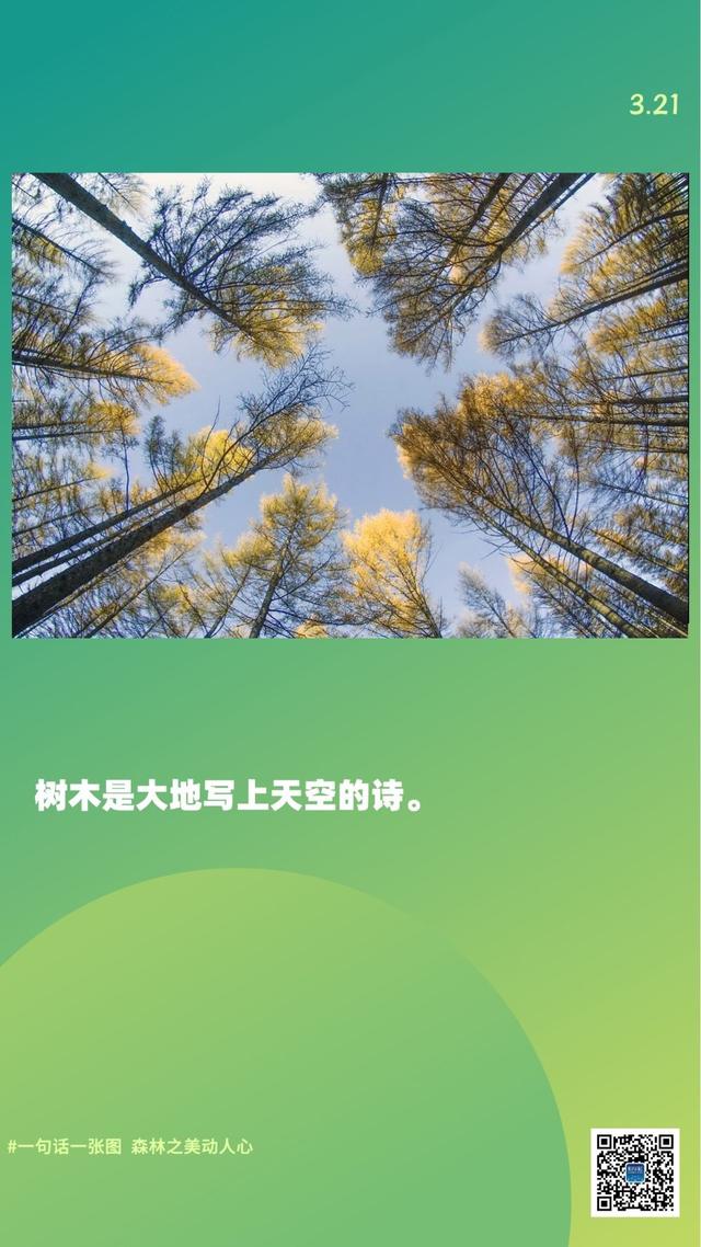 新华全媒+｜一句话一张图，森林之美动人心