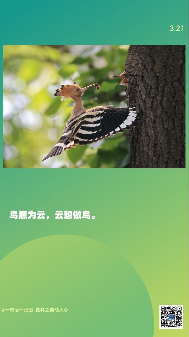 新华全媒+｜一句话一张图，森林之美动人心