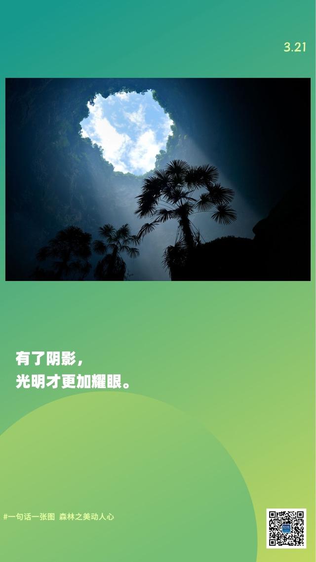 新华全媒+｜一句话一张图，森林之美动人心