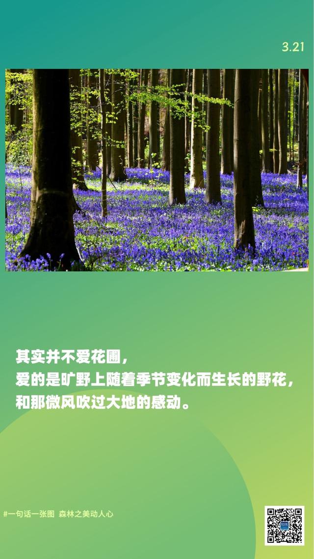 新华全媒+｜一句话一张图，森林之美动人心