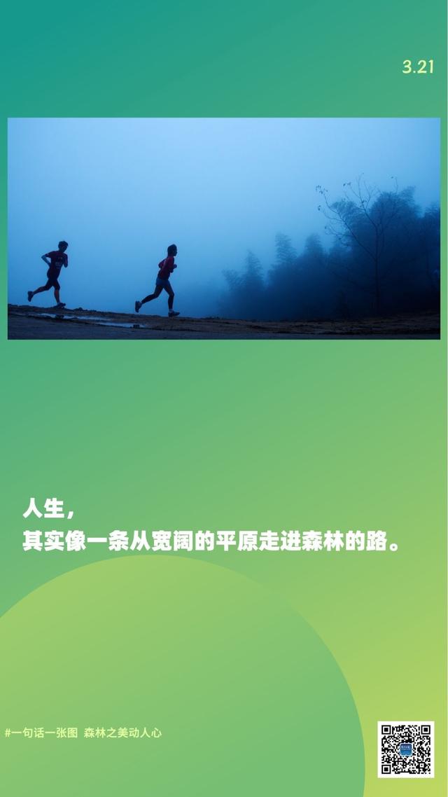 新华全媒+｜一句话一张图，森林之美动人心