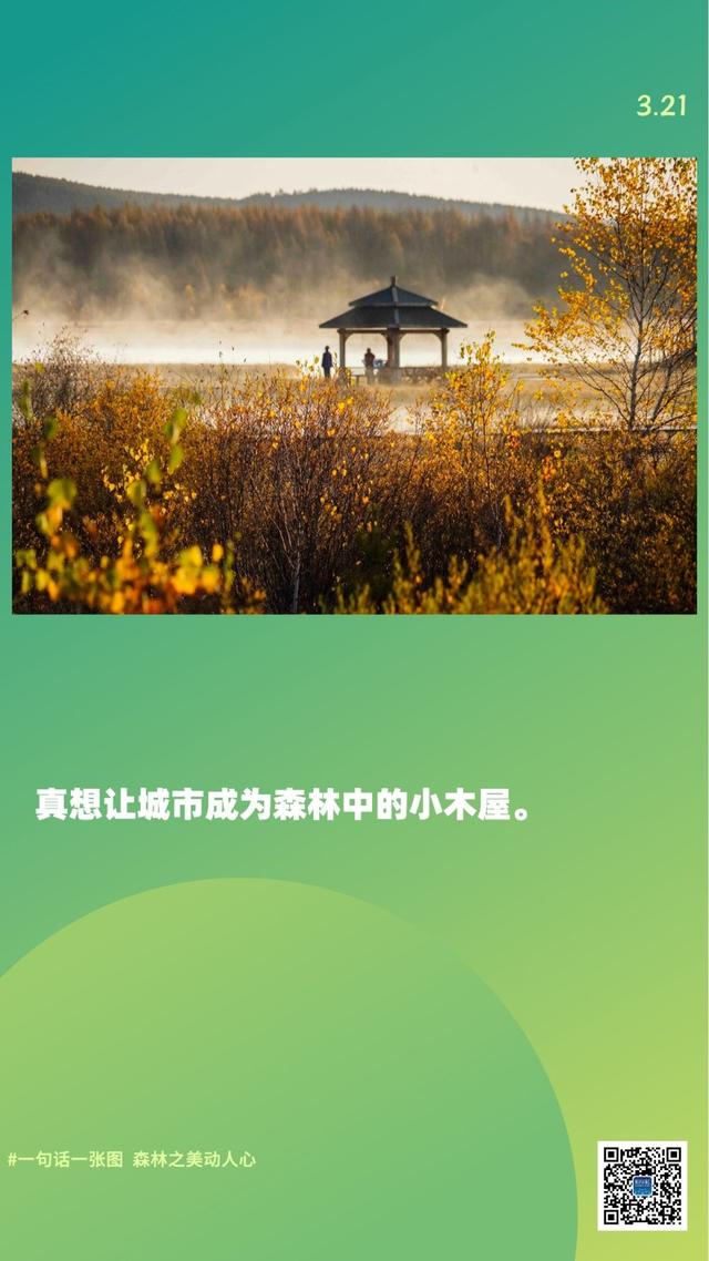 新华全媒+｜一句话一张图，森林之美动人心