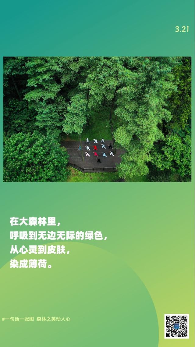 新华全媒+｜一句话一张图，森林之美动人心