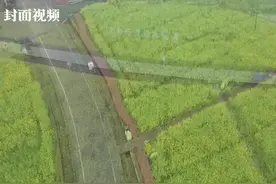 航拍成都“天府粮仓”油菜花地 | 天府粮心图片