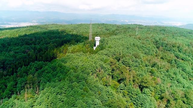 8年守塔瞭望 只为青山满眼绿