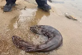 红安放生一条大娃娃鱼，重超2.5公斤图片