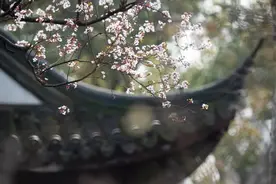 你赏的可能是“假樱花”～申城紫叶李正值最佳观赏期图片