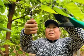 河北涞水：小桑果种出大产业图片