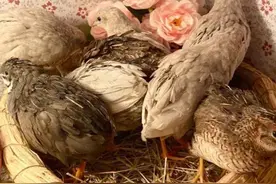 台湾缺蛋，民众在家养起了迷你鸡图片