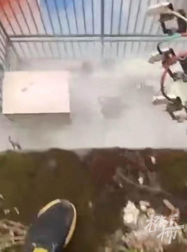 男孩掉变压器上被严重烧伤