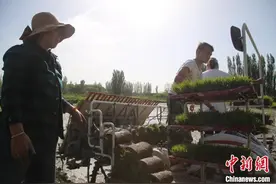 “稻花香里说丰年”何以成为新疆常有的画面？图片