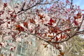 山东理工职业学院里的春天，美！图片