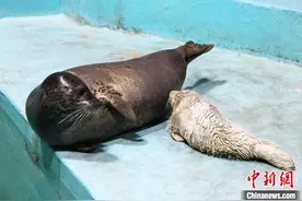 沈阳首只自然繁育海豹宝宝降生图片
