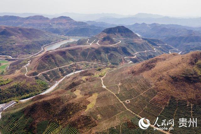 贵州都匀：荒山穿绿装 绿茶吐新芽