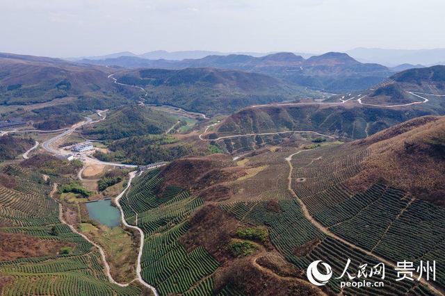 贵州都匀：荒山穿绿装 绿茶吐新芽