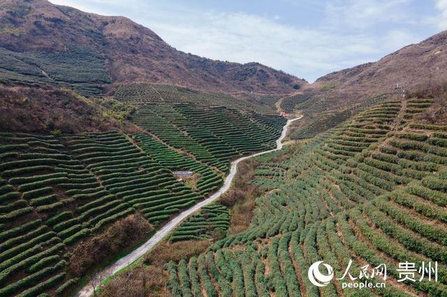 贵州都匀：荒山穿绿装 绿茶吐新芽