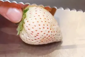 白色草莓是转基因水果不能吃？谣言图片