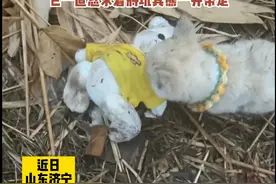 流浪小狗乞求收养者一起带走玩具熊，救助者：它一直守着玩具熊，不想让小熊自己挨饿受冻图片