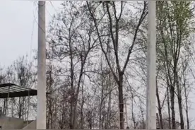 河南男子回应“八旬母亲爬高树摘榆钱喊不下来”：平时就喜欢爬树图片