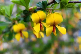 “金雀”登枝报喜来图片