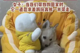 流浪小狗乞求收养者一起带走玩具熊：画面让网友纷纷泪目 为何被遗弃图片