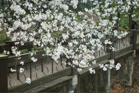 春日赏樱：樱花的辨别及赏析图片