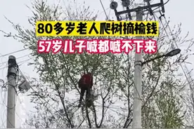 80多岁老太爬树摘榆钱，喊都喊不下来！网友：换我，我都害怕图片