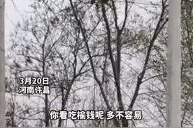 80多岁老太爬树摘榆钱 喊都喊不下来 榆钱功效竟然如此强大图片