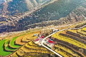 山西翼城：连翘花开满山坡图片