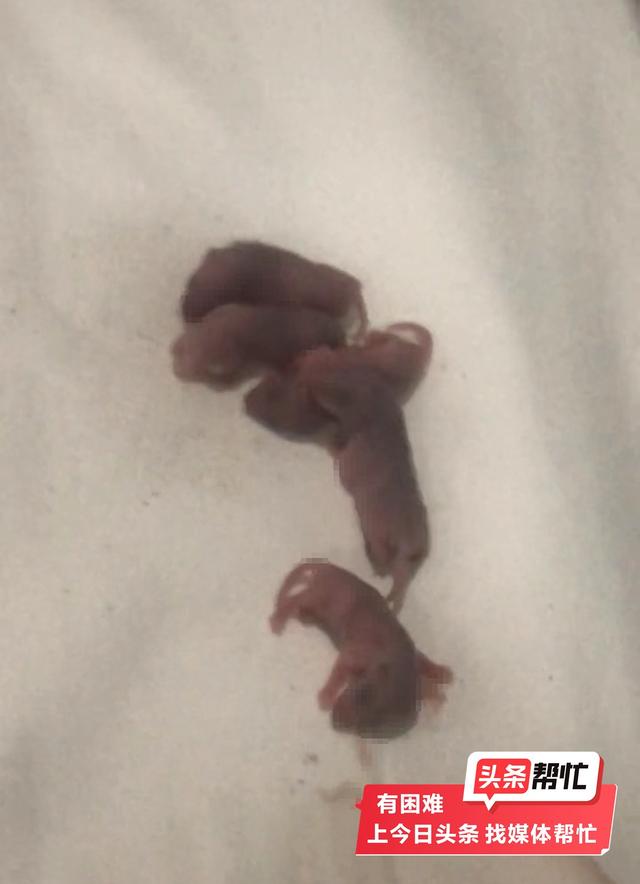 晨意帮忙丨人麻了！男子入住江西一酒店发现枕头下一窝老鼠幼崽，回应：一直在道歉