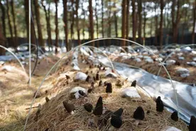 昆明阳宗海风景名胜区：小小羊肚菌撑起村民“致富伞”图片