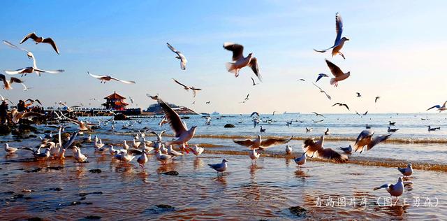 跟着旅发大会游遍青岛： 醉美海湾篇