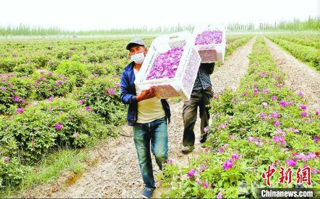 新疆与沙漠“掰手腕”  多元沙漠产业变身 “摇钱树”