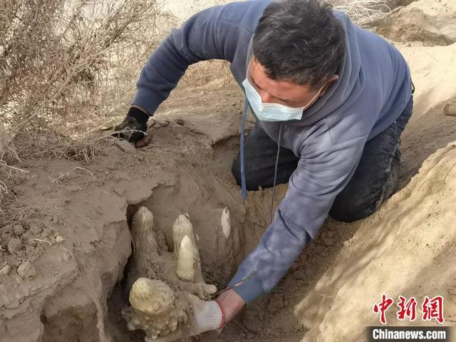 新疆与沙漠“掰手腕”  多元沙漠产业变身 “摇钱树”