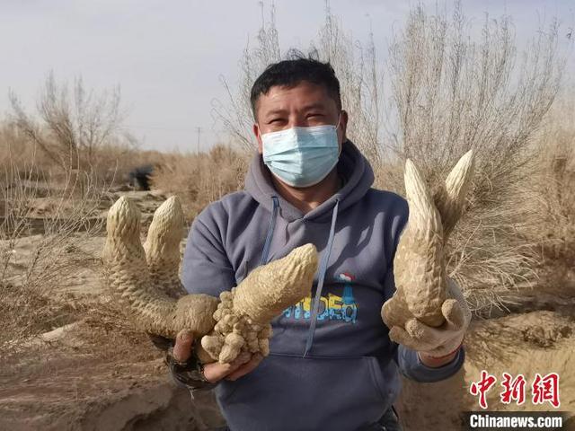 新疆与沙漠“掰手腕”  多元沙漠产业变身 “摇钱树”