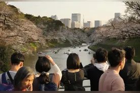 （外代二线）东京：樱花盛开(3)图片