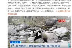 才艺展示了属于！野生大熊猫为求偶下河上树图片