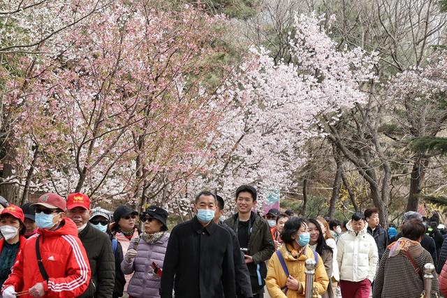 北京玉渊潭公园早樱绽放