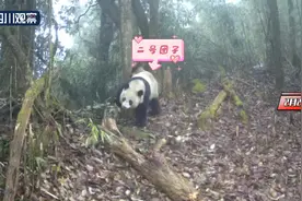 瓦屋山半个月内拍到三只野生大熊猫活动视频图片
