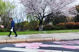 江苏常州：粉色樱花斑马线亮相街头图片