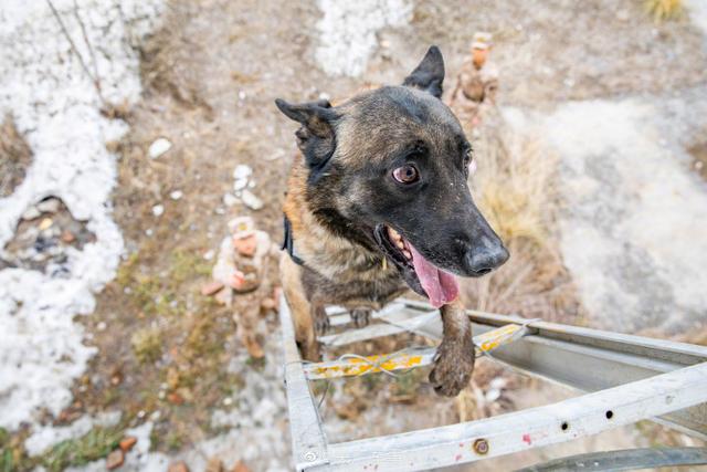 警犬出动！围观武警汪汪队的训练日常