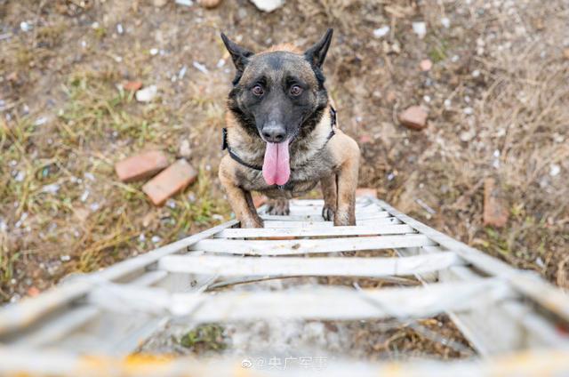 警犬出动！围观武警汪汪队的训练日常
