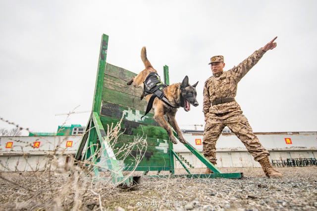 警犬出动！围观武警汪汪队的训练日常