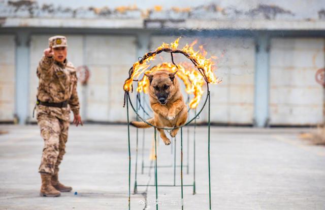 警犬出动！围观武警汪汪队的训练日常