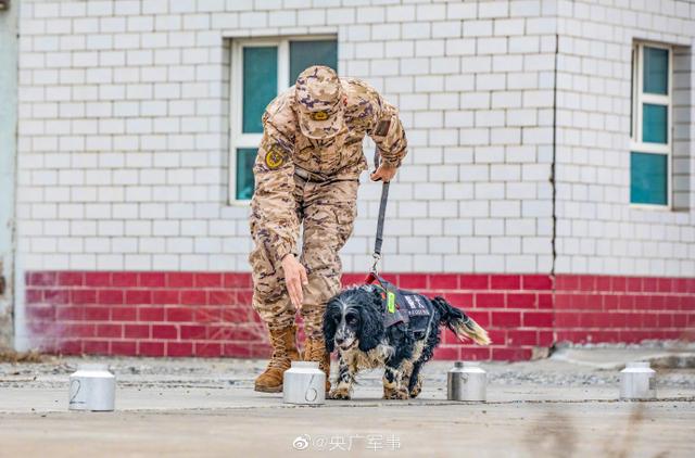 警犬出动！围观武警汪汪队的训练日常