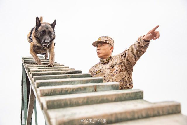 警犬出动！围观武警汪汪队的训练日常