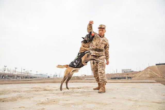 警犬出动！围观武警汪汪队的训练日常