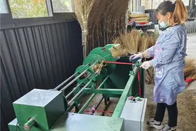 汉阴县城关镇：广种地肤子 铺开致富路图片