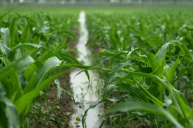 世界气象日，从一本气象著作看古人如何预报天气图片