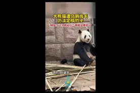 大熊猫遭乌鸦拔毛仍淡定啃竹子，网友：这乌鸦站位一看就是惯犯了图片